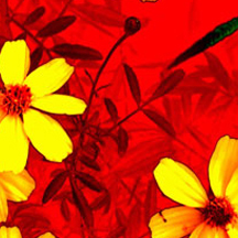 ddos攻击ip软件下载