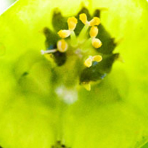 服务器攻击软件